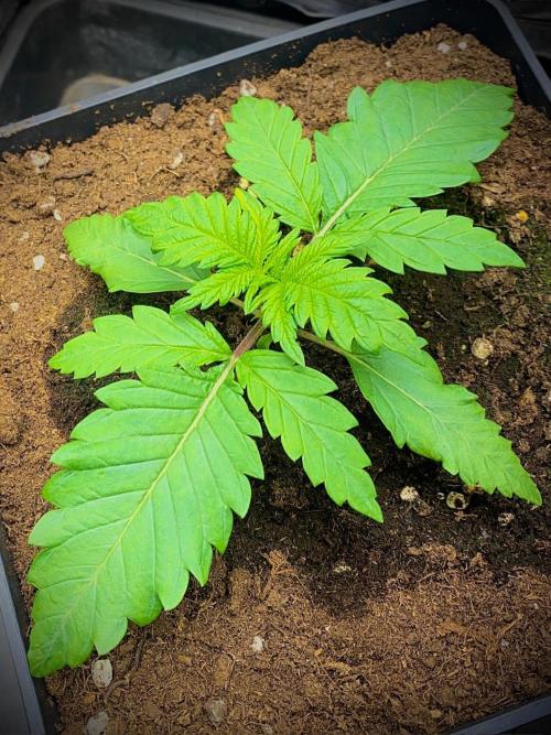 C R I T I C A L. Week 3 - Day 17