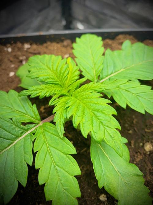 C R I T I C A L. Week 3 - Day 17