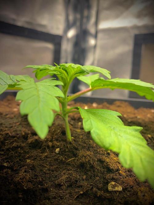 C R I T I C A L. Week 3 - Day 17