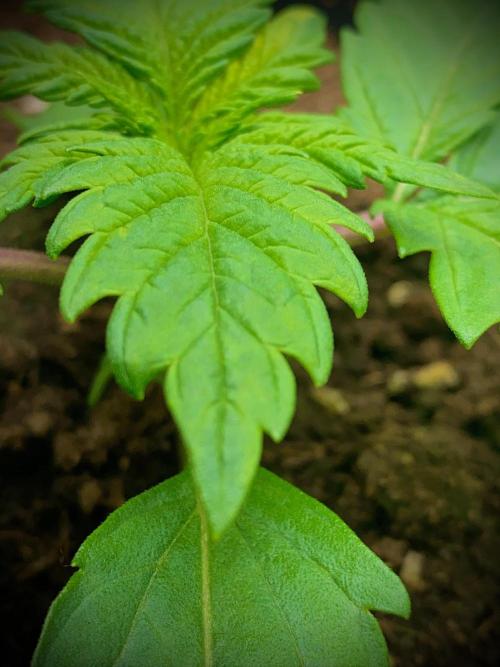 C R I T I C A L. Week 3 - Day 17