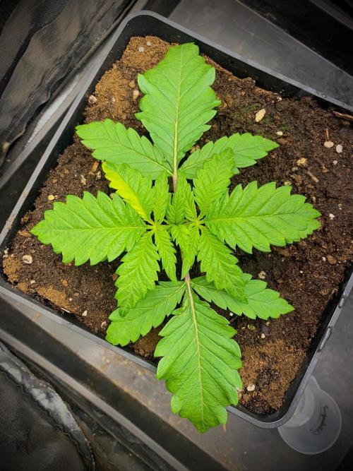 C R I T I C A L. Week 3 - Day 19