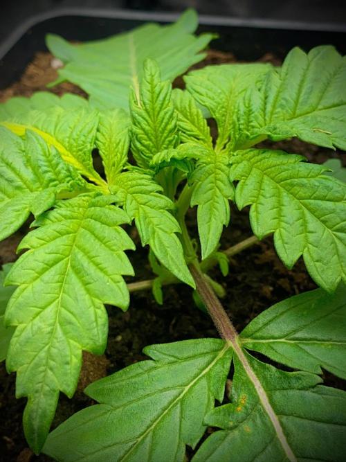 C R I T I C A L. Week 3 - Day 19