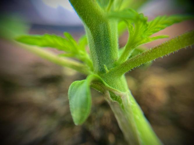 C R I T I C A L. Week 3 - Day 19