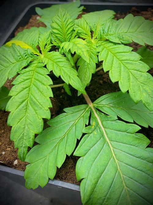 C R I T I C A L. Week 3 - Day 20