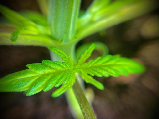 C R I T I C A L. Week 3 - Day 20