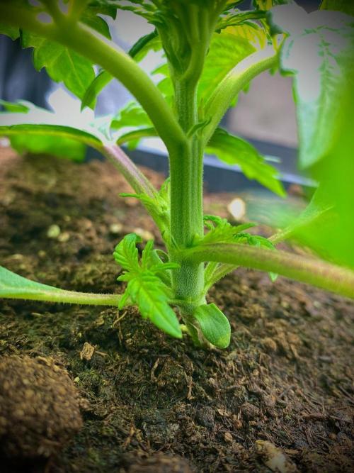 C R I T I C A L. Week 3 - Day 20