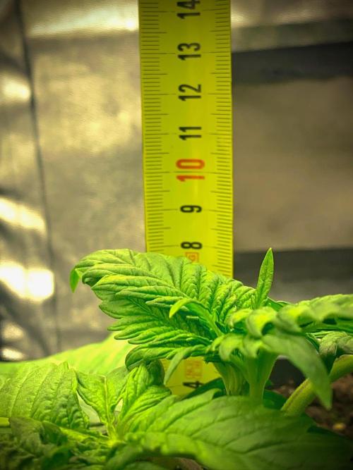 C R I T I C A L. Week 3 - Day 21