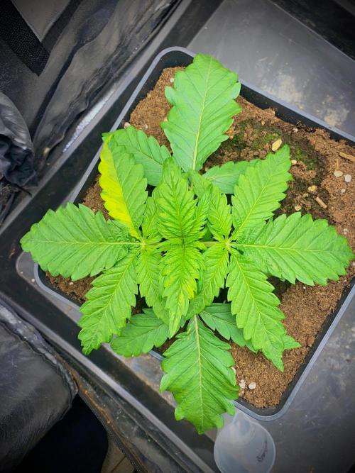 C R I T I C A L. Week 3 - Day 21