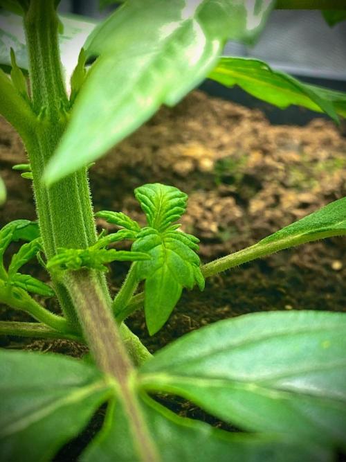 C R I T I C A L. Week 3 - Day 21