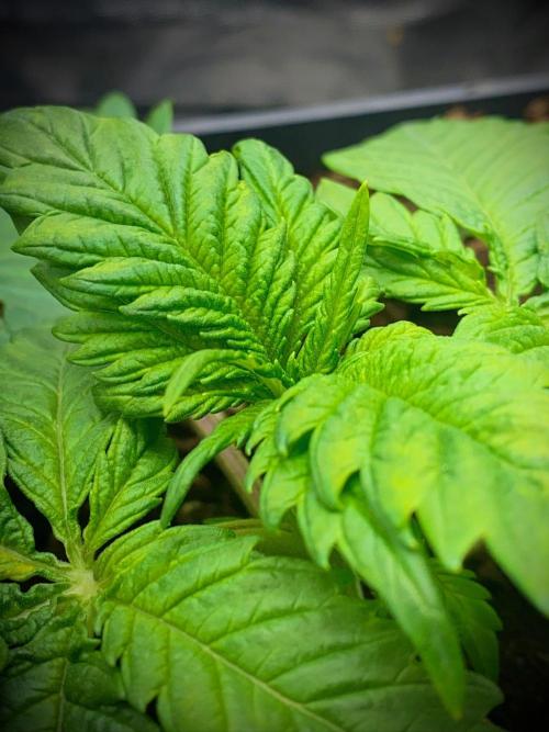 C R I T I C A L. Week 3 - Day 21