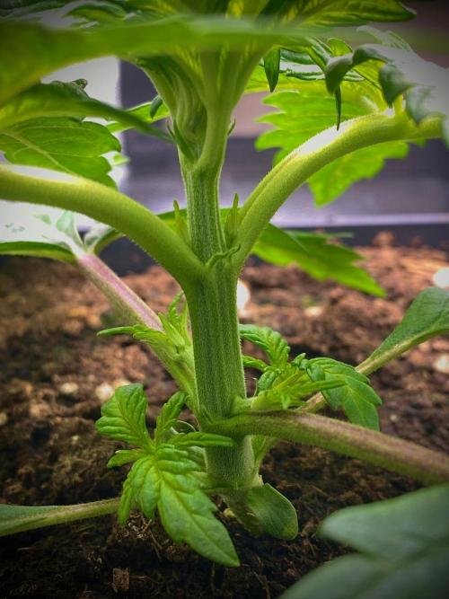 C R I T I C A L. Week 3 - Day 21