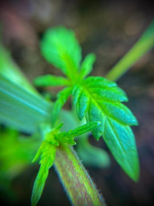 C R I T I C A L. Week 3 - Day 21