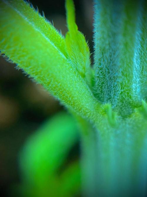 C R I T I C A L. Week 3 - Day 21