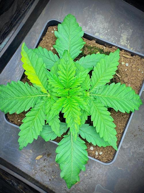 C R I T I C A L. Week 4 - Day 22