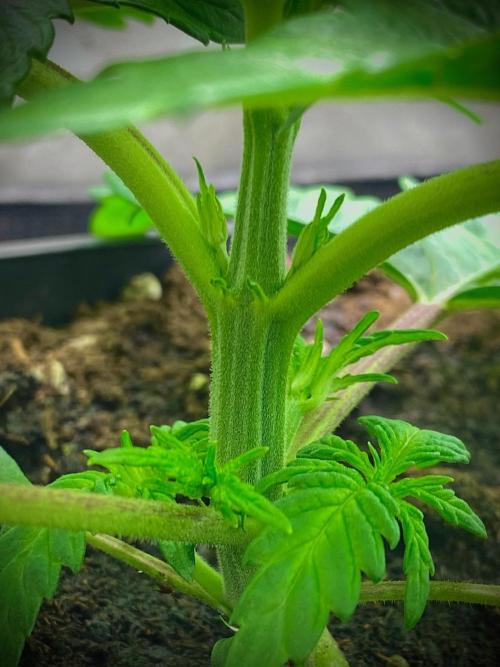 C R I T I C A L. Week 4 - Day 22