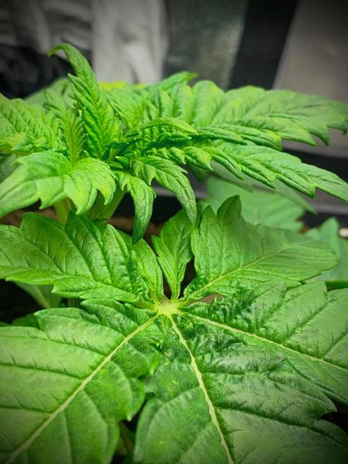 C R I T I C A L. Week 4 - Day 22