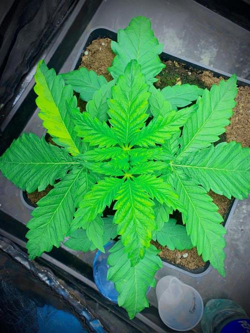 C R I T I C A L. Week 4 - Day 23