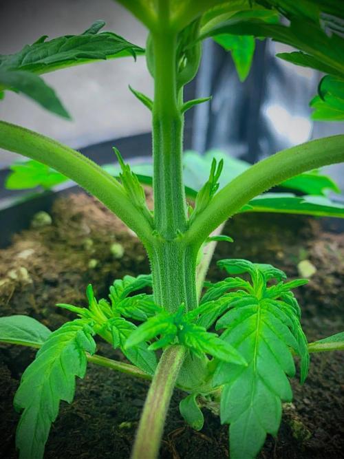 C R I T I C A L. Week 4 - Day 23