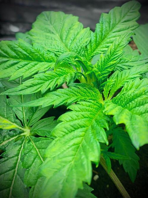 C R I T I C A L. Week 4 - Day 23