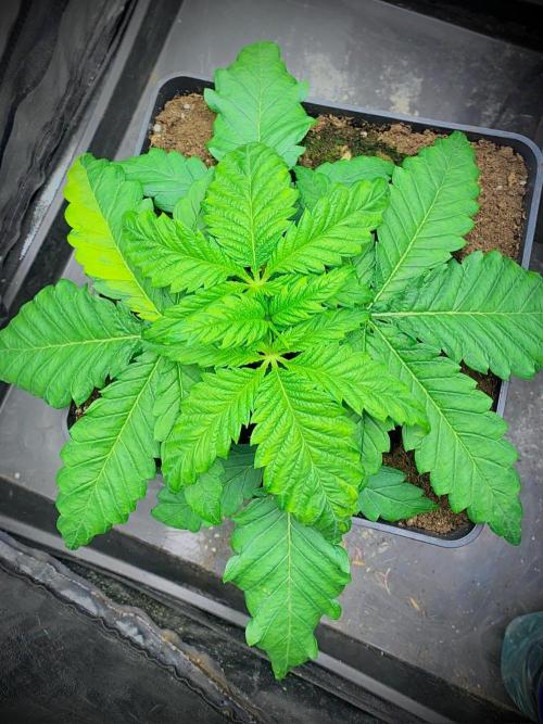 C R I T I C A L. Week 4 - Day 24