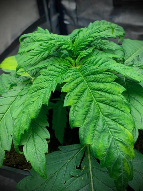 C R I T I C A L. Week 4 - Day 24