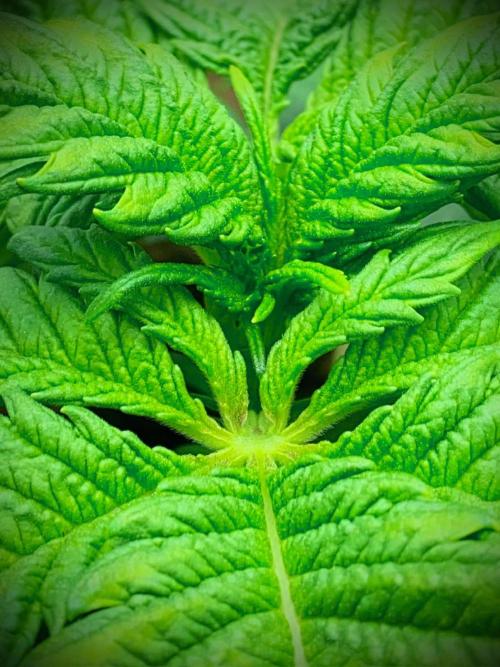 C R I T I C A L. Week 4 - Day 24