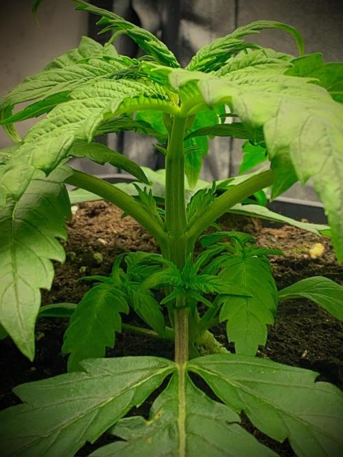 C R I T I C A L. Week 4 - Day 24