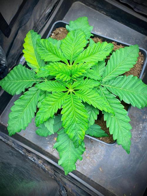 C R I T I C A L. Week 4 - Day 25