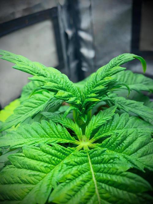 C R I T I C A L. Week 4 - Day 25