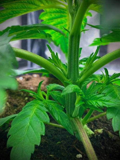 C R I T I C A L. Week 4 - Day 25