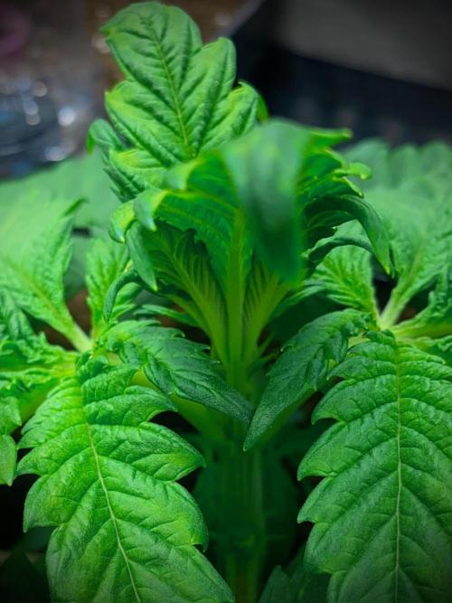 C R I T I C A L. Week 4 - Day 25