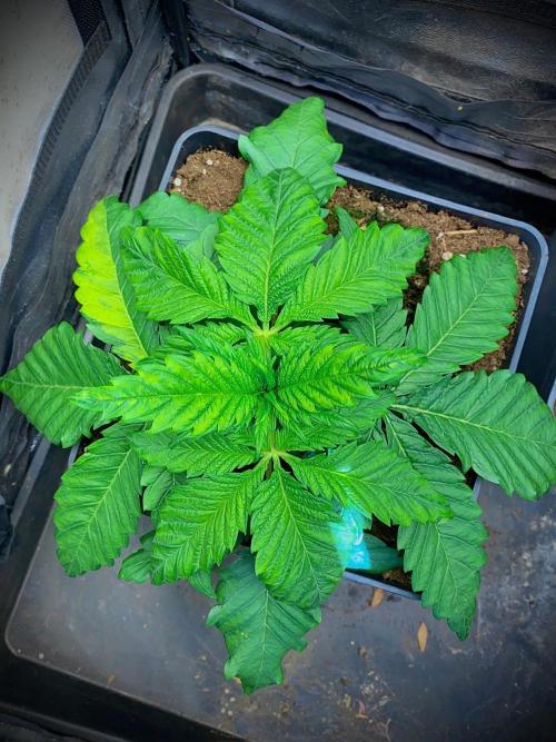 C R I T I C A L. Week 4 - Day 26