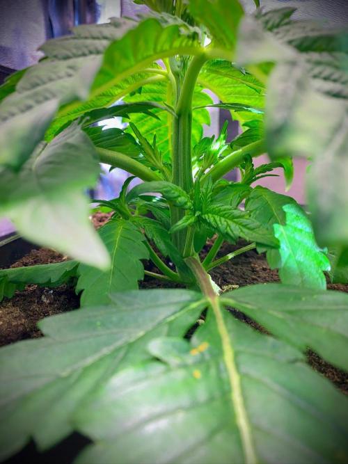 C R I T I C A L. Week 4 - Day 26