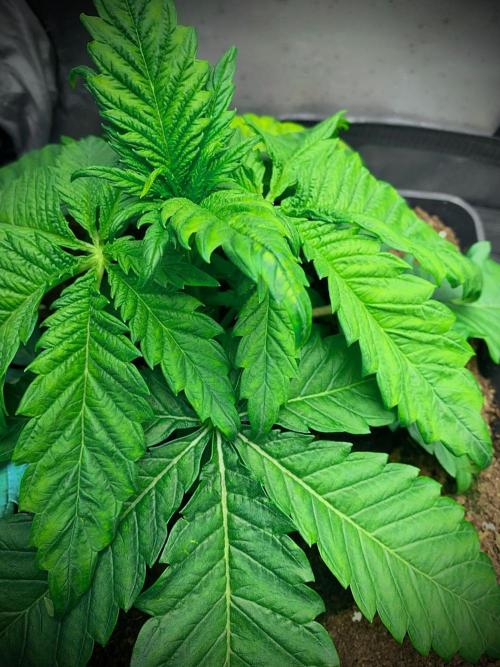 C R I T I C A L. Week 4 - Day 26