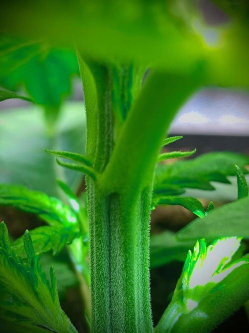 C R I T I C A L. Week 4 - Day 26