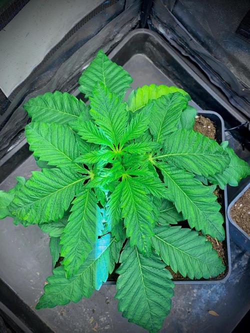 C R I T I C A L. Week 4 - Day 27