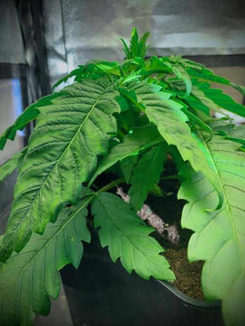 C R I T I C A L. Week 4 - Day 27