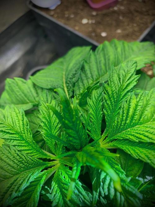 C R I T I C A L. Week 4 - Day 27