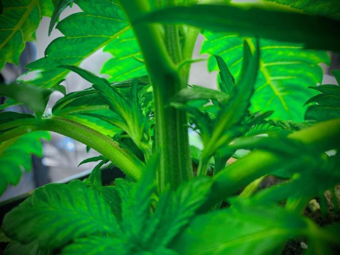 C R I T I C A L. Week 4 - Day 27