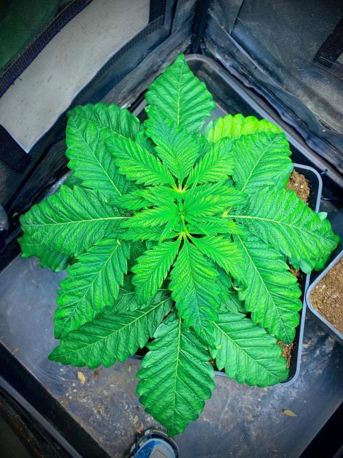 C R I T I C A L. Week 4 - Day 28