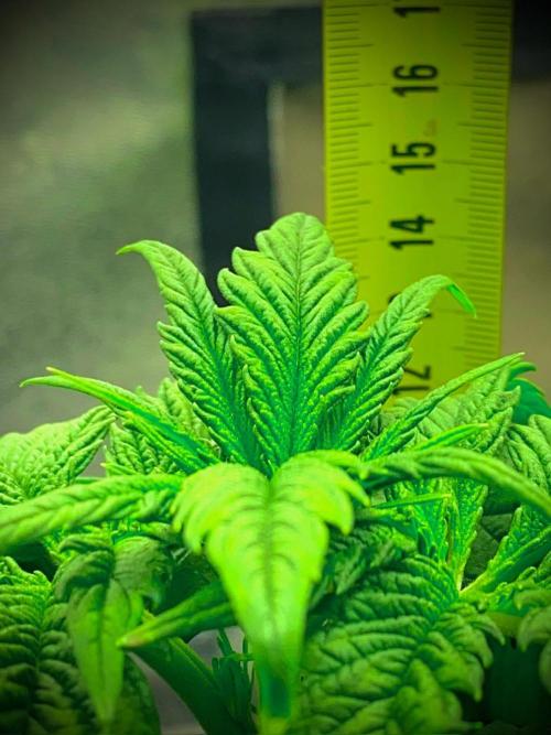 C R I T I C A L. Week 4 - Day 28