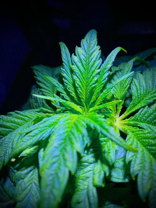 C R I T I C A L. Week 4 - Day 28