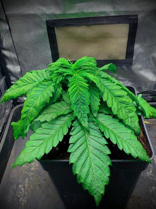 C R I T I C A L. Week 4 - Day 28