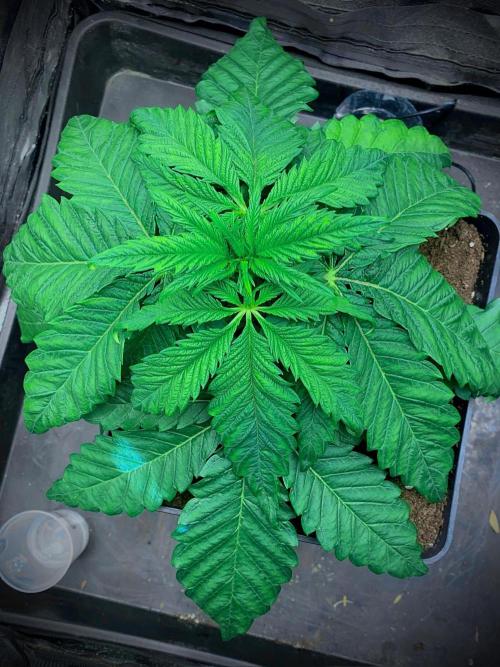 C R I T I C A L. Week 5 - Day 29