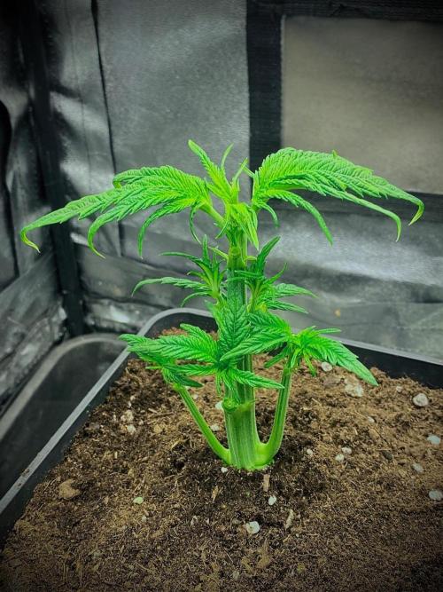 C R I T I C A L. Week 5 - Day 29