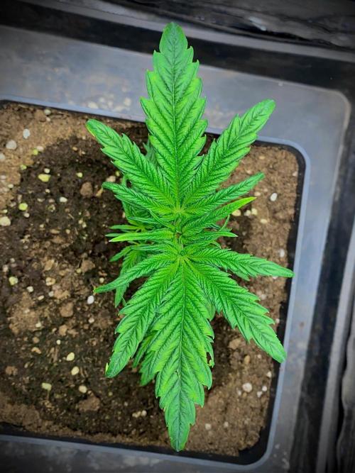 C R I T I C A L. Week 5 - Day 30