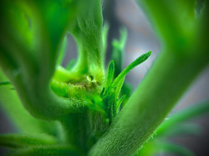 C R I T I C A L. Week 5 - Day 30