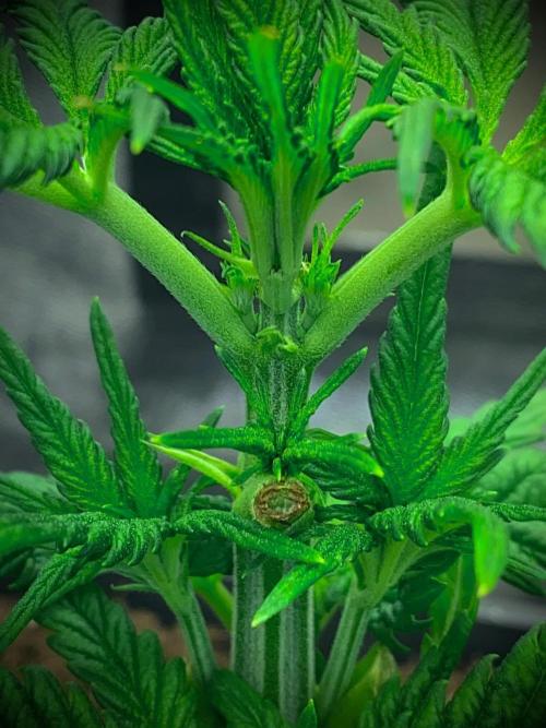 C R I T I C A L. Week 5 - Day 30