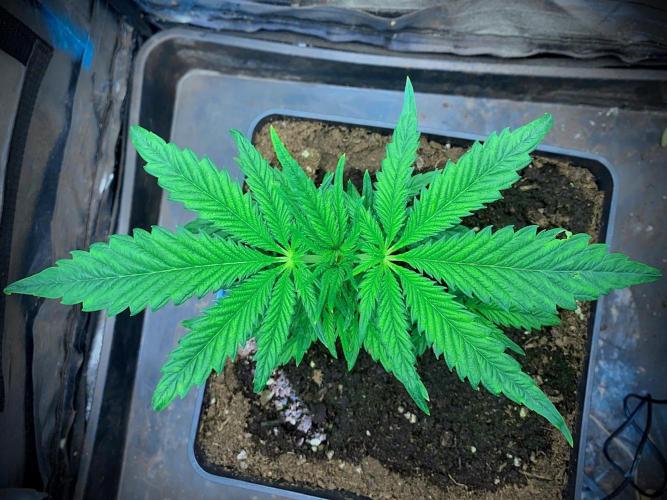 C R I T I C A L. Week 5 - Day 31