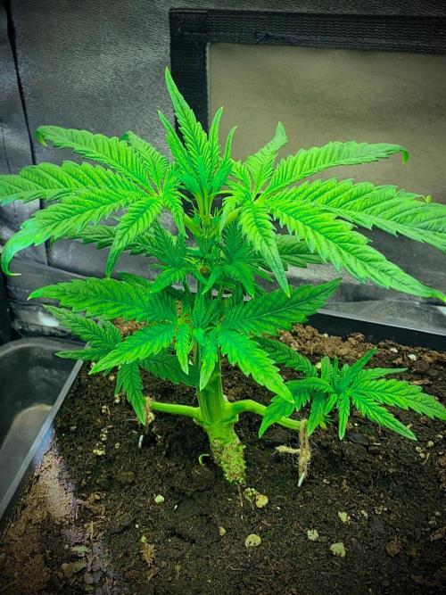 C R I T I C A L. Week 5 - Day 31